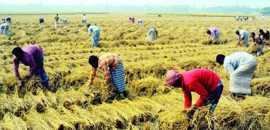 RANGPUR: Farmers in Gongachara Upazila are passing busy time in harvesting Aman paddy. This picture was taken from South Kolkonda area on Tuesday.