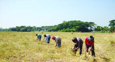 GOPALGANJ: Farmers at Kangsur in Sadar Upazila are busy in harvesting Aman paddy.
