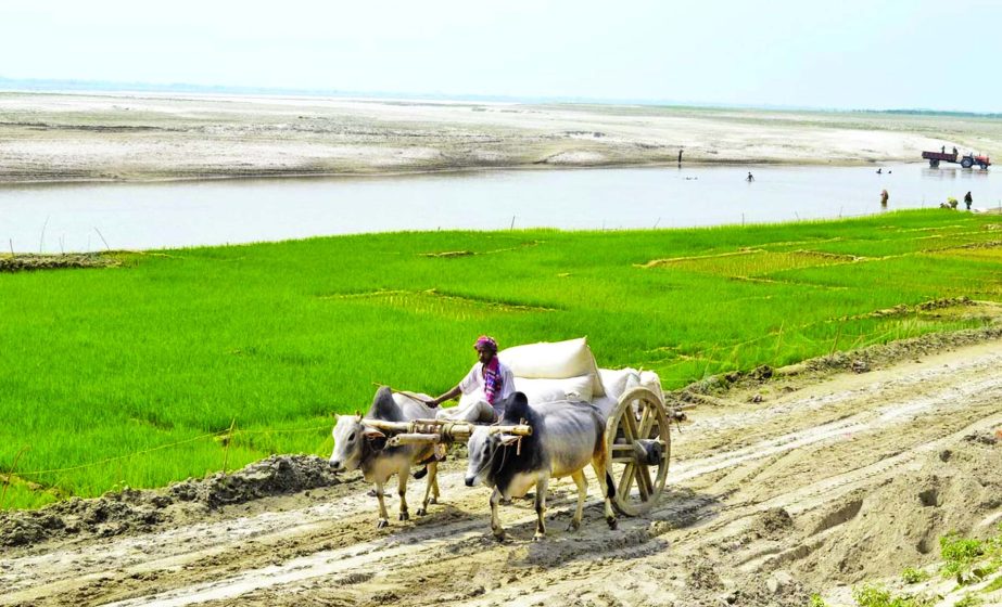 Once mighty Padma River, one of the leading rivers of the country, now sees nearly a dead river in the dry season due to drastic fall in the flow of water. According to the water experts and the environmentalists, the river remains lean in the dry season