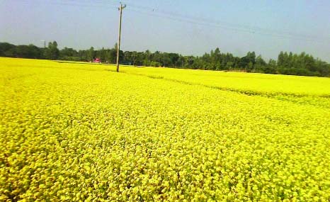 NARSINGDI: A blooming mustard field at Mohorpara village in Shibpur Upazila predicts bumper production. This picture was taken on Tuesday.