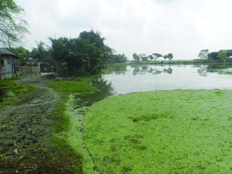 JHENAIDAH: A view of stagnant water at Madla village in Sailkupa upazila of Jhenaidah.