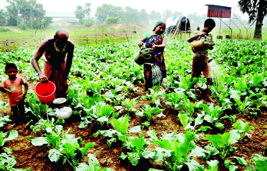 NARAYANGANJ: Members of a family taking care of their vegetables field in Rupganj Upazila. This picture was taken on Tuesday.