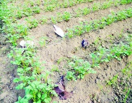 CHUADANGA: A large number of wild and domestic birds died due to indiscriminate use of pesticides in a vegetable field by Chuadanga BADC Farm authority on Tuesday.