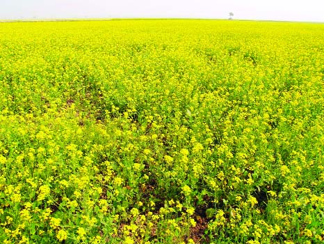 RAJSHAHI: A view of a mustard field in Rajshahi.