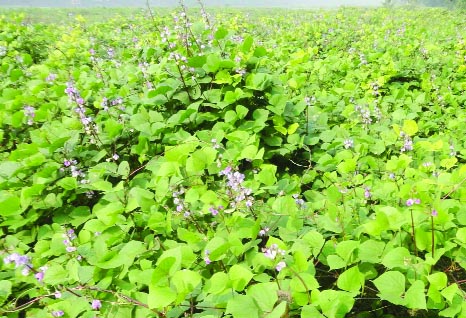 NARSINGDI: A view of a bean field predicts bumper production at Dokandi village in Raipur Upazila.