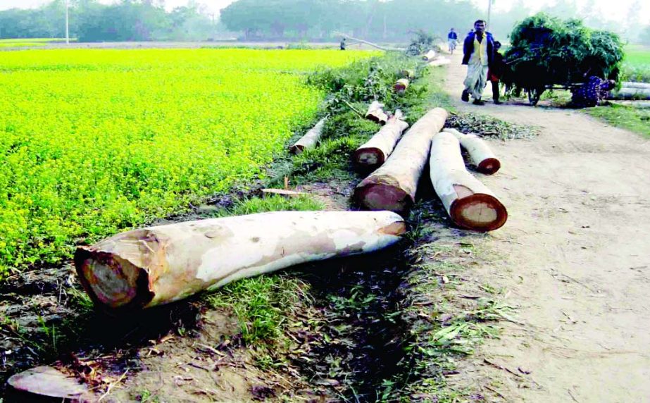 NAOGAON; Influentials have cut down 150 eucalyptus trees of social forestation at Mandar Upazila. This picture was taken on Tuesday.