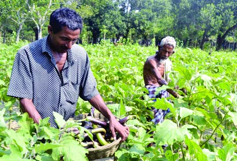 MYMENSINGH: Bumper harvest of brinjal has achieved in Mymensingh and farmers are passing busy time harvesting their products. This picture was taken from Charagli village in Gafargaon Upazila on Wednesday.