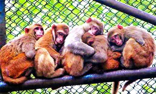 Monkeys are seen huddling together due to shivering cold at Mirpur Zoo. This photo was taken on Saturday.