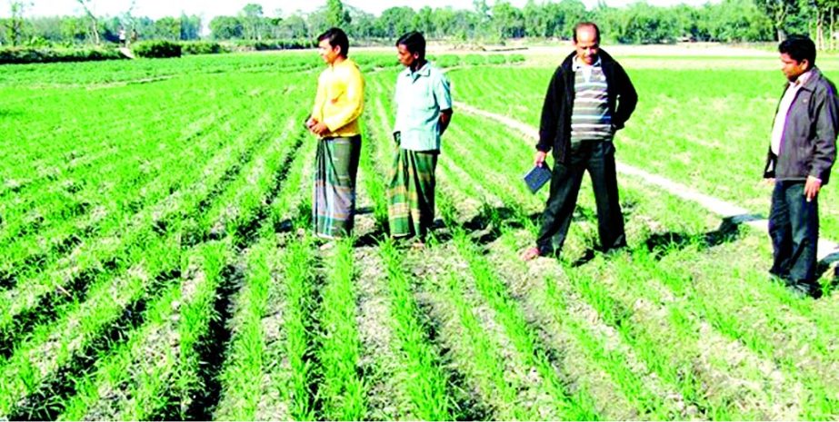 RANGPUR: Excellent growing wheat field in Rangpur Sadar Upazila predicts bumper production of this season.