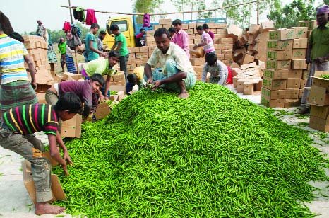 BOGRA: Traders at Subat Bazar in Bogra are busy in green chilli processing as this product is being exported to different countries. This picture was taken yesterday.