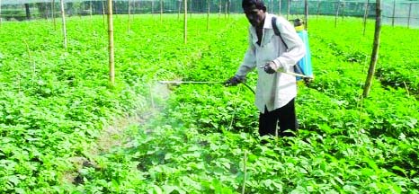 RANGPUR: A farmer spraying his growing potato field expecting bumper production.