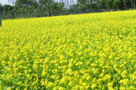 JHENAIDAH: Flowering of mustard in a field at Khajura village under Jhenaidah Sadar upazila predicts bumper production . This picture was taken yesterday.