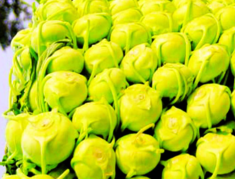 Giant turnips now abundant in the market. Though prices are not that high, customers are cautious to buy the hybrid vegetable.