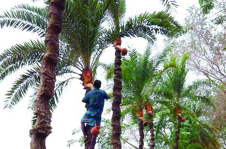 MANIKGANJ: A 'gachhi' is busy in collecting dates juice at Kolahata Jhikka area yesterday.