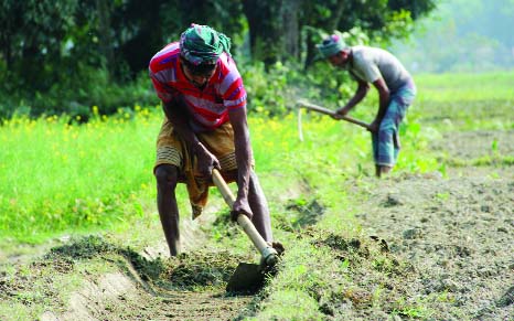 SIRAJGANJ: Farmers are passing busy time to preparing lands for cultivation. This picture was taken from Konabari village in Sirajganj Sadar Upazila yesterday.