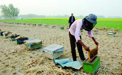 BOGRA: Collection of honey from mustard has been gaining momentum in different areas in Bogra. A trader seen collecting honey from mustard field. This picture was taken from Kahalu area on Tuesday.