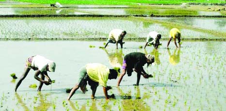 RANGPUR: Farmers transplanting Boro seedlings in a field near Darshona village on Saturday.