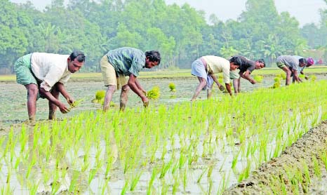 SIRAJGANJ: Farmers are spending busy time in transplanting Boro seedlings in the field. This picture was taken from Jamtoli Village in Kamarkhand Upazila yesterday. .