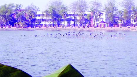 NOAKHALI: Guest birds start arriving at Maizdi Court Dighi. This picture was taken on Sunday.