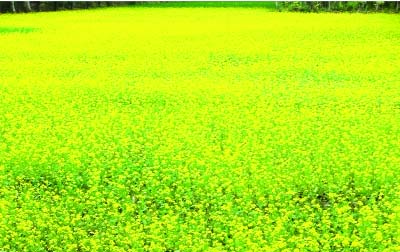 KHULNA: A view of a mustard field in Khulna.