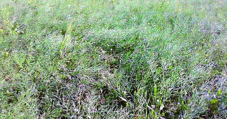 RANGPUR: A hybrid variety of mustard field now in ripening stage in Gangachara Upazila in Rangpur predicts bumper production of the crop in the current Rabi season.