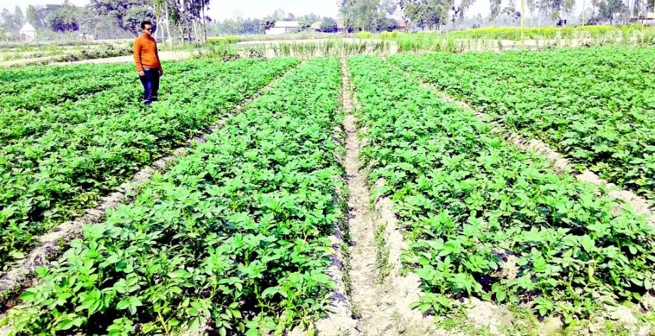 RANGPUR: A view of potato field at Nishbetganj area in Rangpur Sadar Upazila.