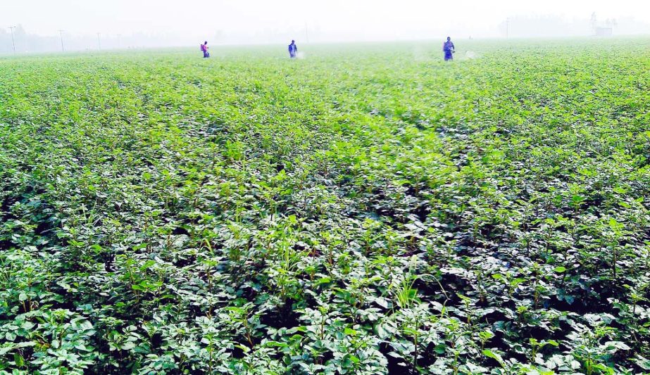 JOYPURHAT: Farmers in Jpypurhat spraying pesticide to stop pest attack on potato field. This picture was taken from Aura area in Kalair Upazila yesterday.