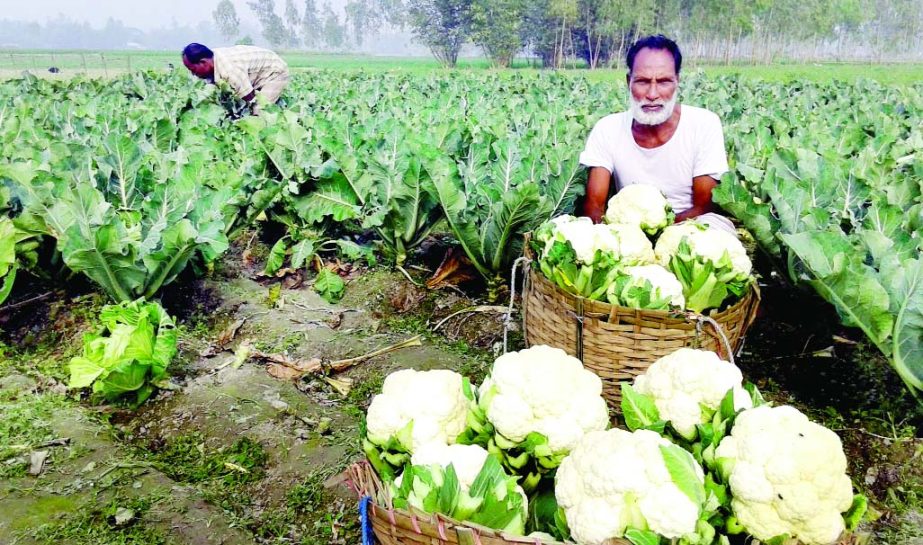 RANGPUR: Farmers are busy in harvesting cauliflowers at Char Thakurdas village yesterday.