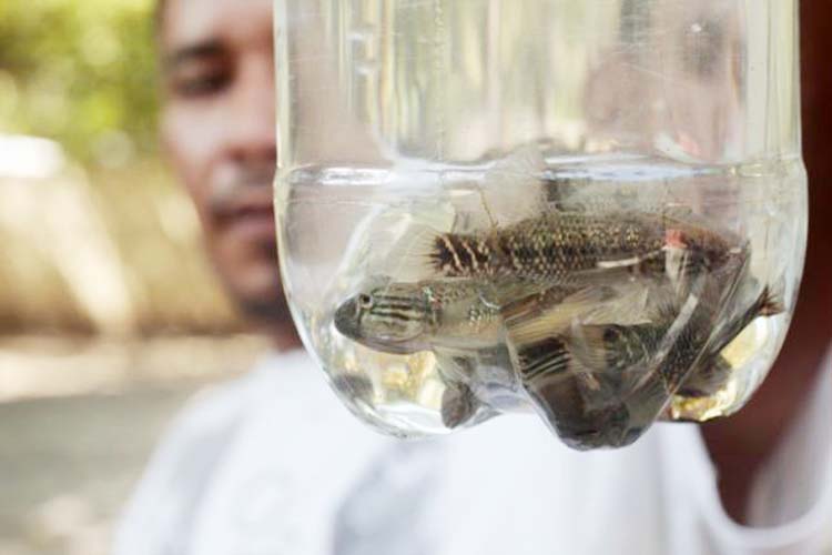 Sambo fishes are seen in a bottle before being distributed for a mosquito control project at San Diego village in La Libertad, El Salvador.