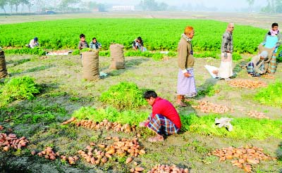 BOGRA: Carrot growers are now busy in plucking their products . This picture was taken from Rajapur Union yesterday.