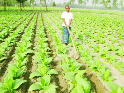 RANGPUR: A farmer is working in his tobacco field in Rangpur.