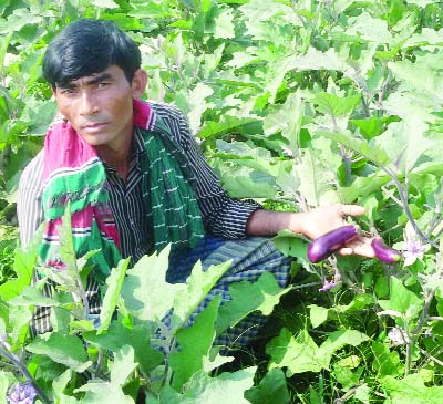 BHANGOORA(Pabna): Farmer Abdul Malek achieved success in cultivating eggplant. He is seen in his field.