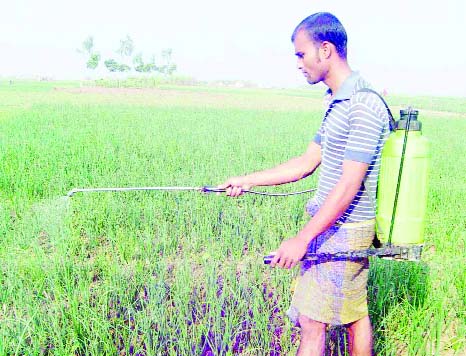 NATORE: Farmer spraying pesticide in his field without precaution measure. This picture was taken from Halti Canal in Naldanga Upazila on Friday.