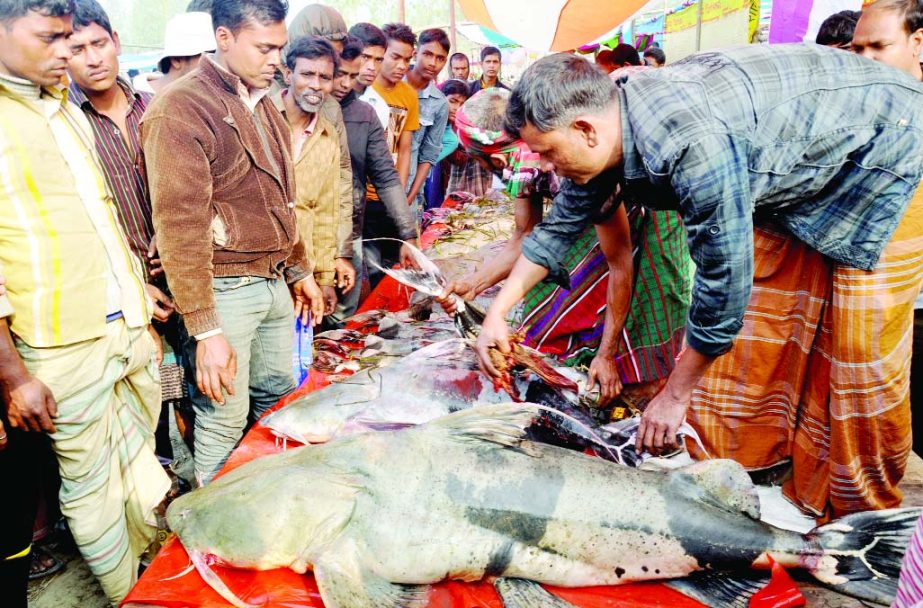 BOGRA: Traders and buyers are passing busy time at historic Poradah Mela in Bogra as different kinds of rare fishes were available yesterday.