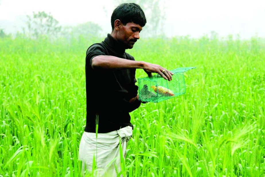 SIRAJGANJ: A farmer is setting up a trap in his field following conventional method using poison with food into cage to kill rats. This picture was taken from Debigram village of Tarasa Upazila yesterday.