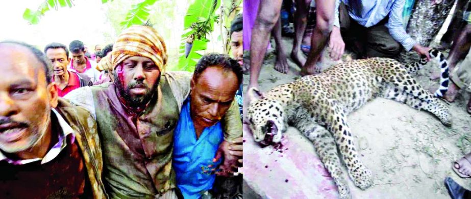 PANCHAGARH: Wounded Md Abu Sayed, Mayor, Sreebordi Pourashava going to Mymensingh Medical College Hospital for treatment as he was seriously wounded by the attack of the wild tiger (left) on Wednesday morning. Later, villagers killed the tiger (right)