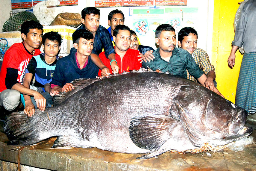 A 'Koi Koral' fish weighing about 350 kgs was caught from the Bay of Bengal at Teknaf in Cox'sBazar on Wednesday. Photo: FNS