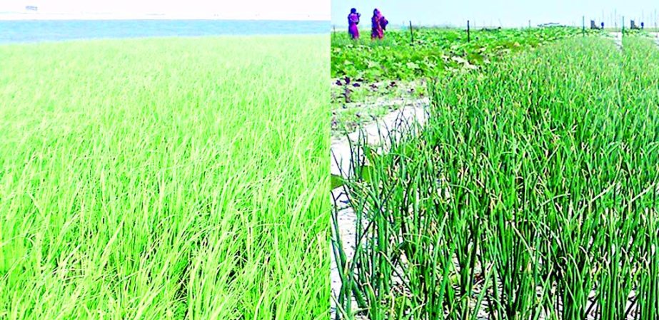 RANGPUR: The extreme poor people changing fortune through cultivation of various crops on the dried up Teesta riverbeds and char lands in village Paschim Mohipur under Gangachara Upazila in Rangpur.