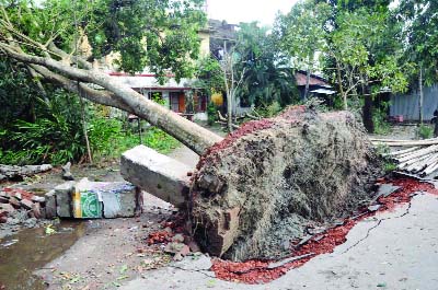 BARISAL: Nor'wester uprooted a tree in Barisal city on Wednesday.