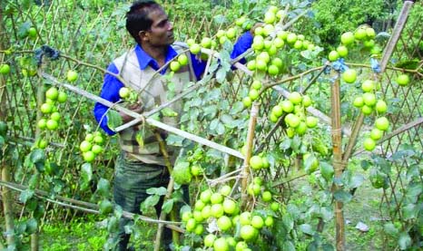 RANGPUR: An educated youth has achieved economic self-reliance through commercial cultivation of high yielding variety fruit 'bau kul' in his farmlands in a village in Rangpur city in recent years.