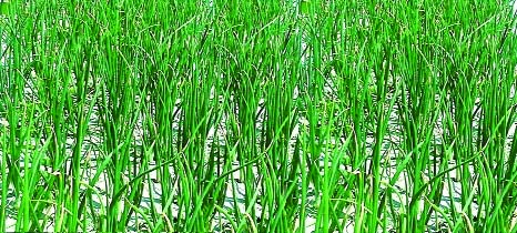 RANGPUR: Bumper onion production is likely as the farmers have exceeded its farming target in Rangpur region