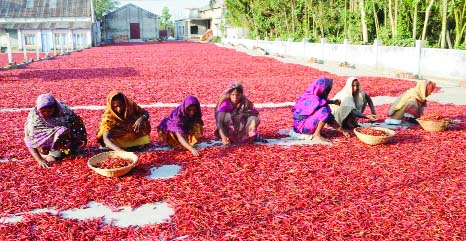 BOGRA: Women labourers in Bogra are passing busy time processing dry chilli. This picture was taken from Sariakandi Bazar on Saturday..