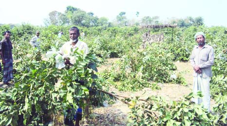 JHENAIDAH: Miscreants have cut down guava garden of one bigha land in Kotchandpur village. This picture was taken on Sunday.