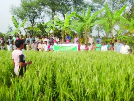 JHENAIDAH : A view of Field Day on wheat at Gosaidanga village on Wednesday.