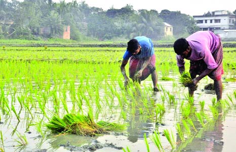 RUPGANJ (Narayanganj): Farmers are busy in planting saplings in a field in Rupganj upazila. This picture was taken yesterday.