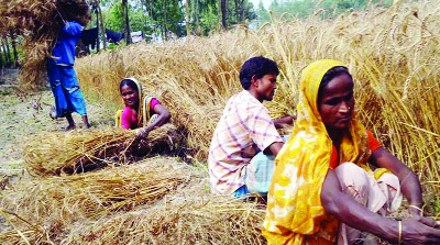 RANGPUR: Farmers expecting a super bumper wheat production during this Rabi season as harvest of the major cereal crop has already just begun with excellent initial yield rate in Rangpur Agriculture Zone .