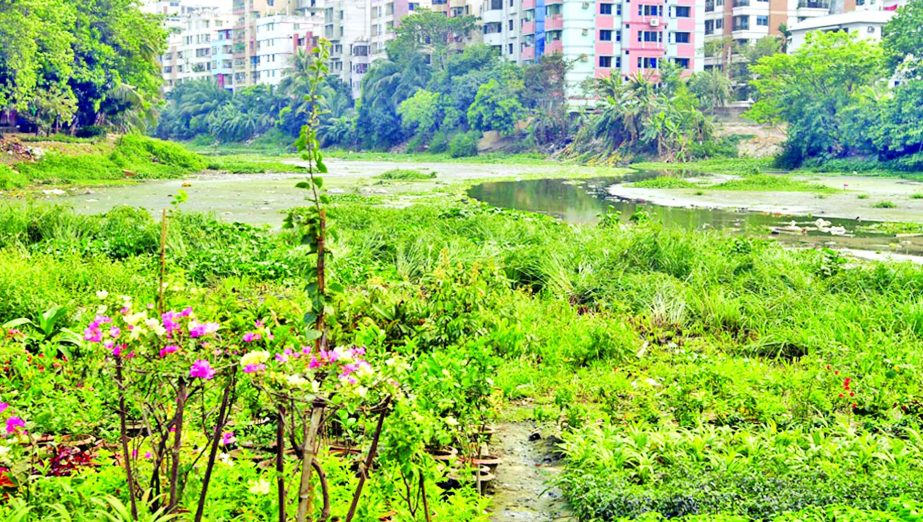 Gulshan-Banani Lake have been losing its scenic beauty as influential encroachers occupying a major portion of land, doing their nursery business for long. Authorities concerned seemed turn their blind eye to restore the losing lake site. This photo was t