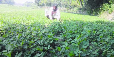 NATORE: Peanut cultivation has gained popularity in Natore district. A farmer is busy in taking care of his fields at Naldanga Upazila. This picture was taken on Friday.
