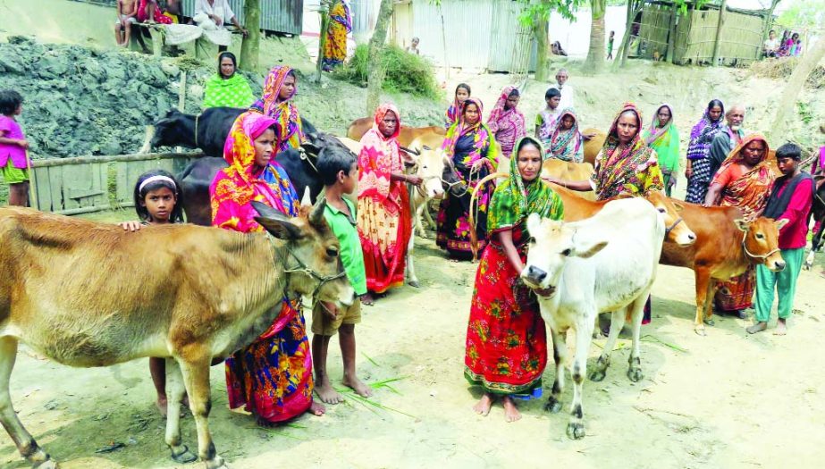 KISHOREGANJ: Some 22 cattlehead were distributed among 22 poor women at Setra village in Gurui Union of Nikli Upazila by OXFAM recently and the programme was supported by POPI- REE-CALL Project.
