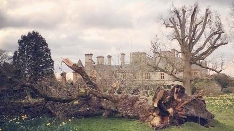 Chris Morley took this picture of a large tree brought down by the storm at Beaulieu Palace House in Hampshire.
